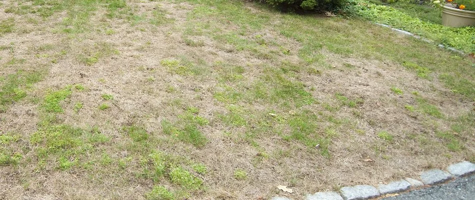 Thin, brown grass in Delaware, OH.