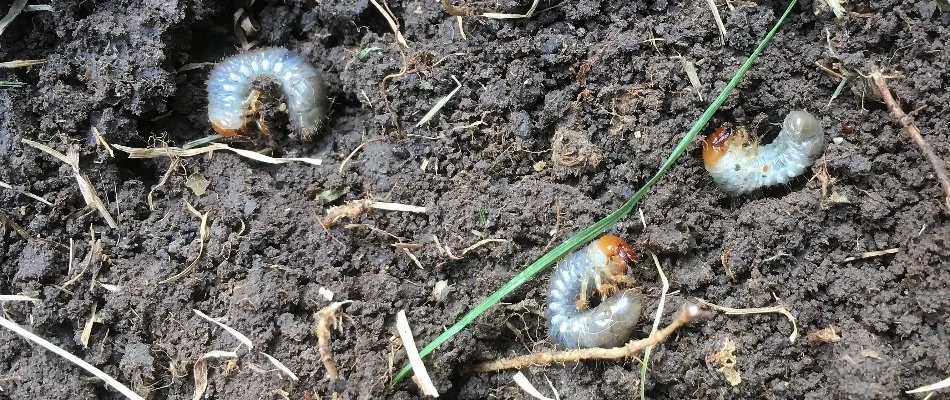 Three white grubs on the soil in Ohio.