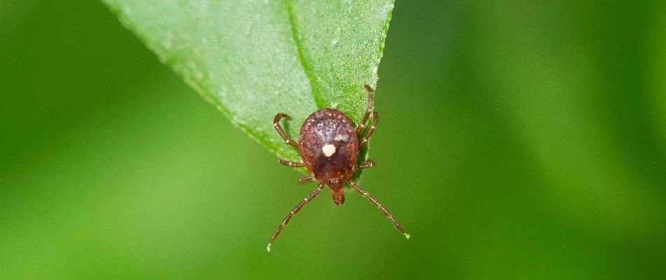 Tip of a leaf in Delaware, OH, with lone star tick.