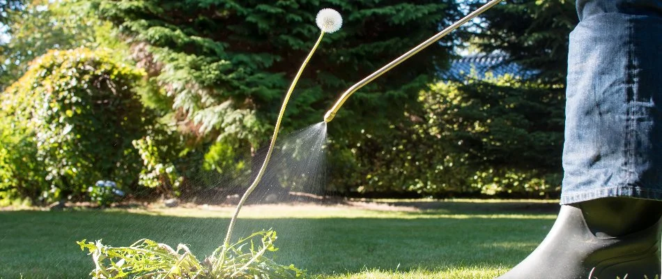 Person applying a weed control treatment to a dandelion.