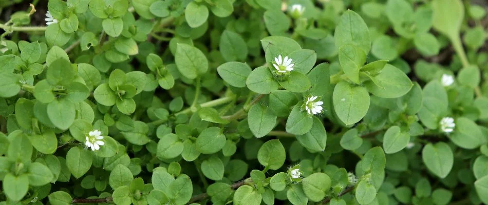 White flowers of a chickweed in Dublin, OH.