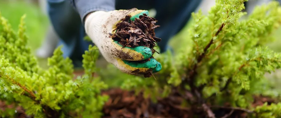 Person holding a handful of mulch.