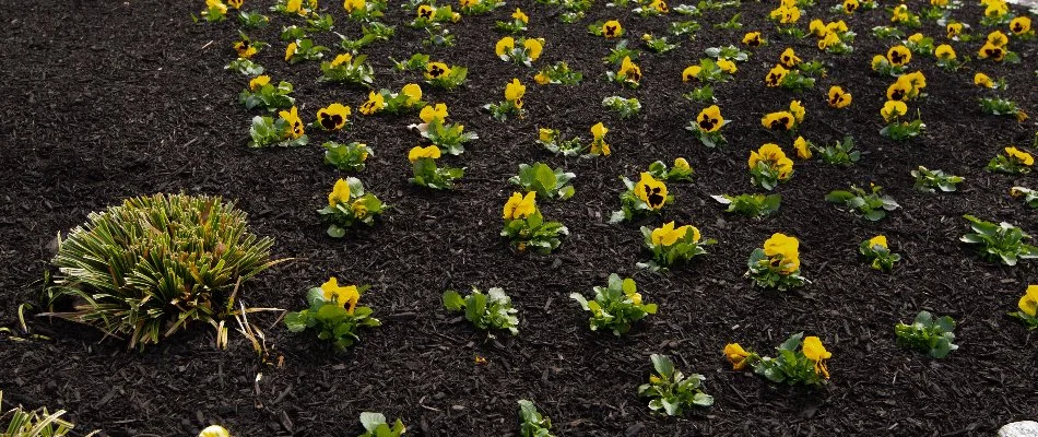 Yellow flowers on a landscape in Delaware, OH, with black mulch.