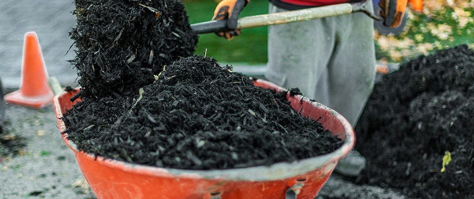 Black mulch being shoveled from barrel in Dublin, OH.