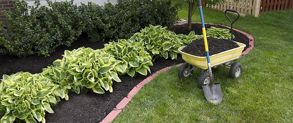 Black mulch being refreshed for a landscape bed in Powell, OH.