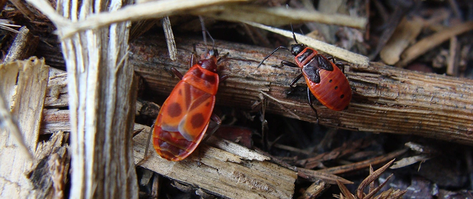 Chinch bugs in a pile of debris in Delaware, OH.