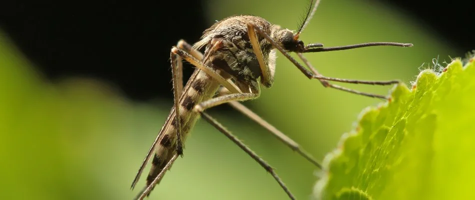 Close up of a mosquito on a leaf in Berkshire Township, OH.