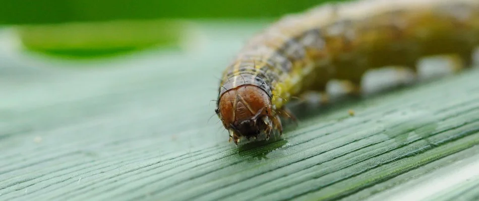 Armyworm on a piece of foliage in Delaware, OH.