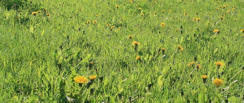 Dandelions growing in a lawn in Powell, OH.