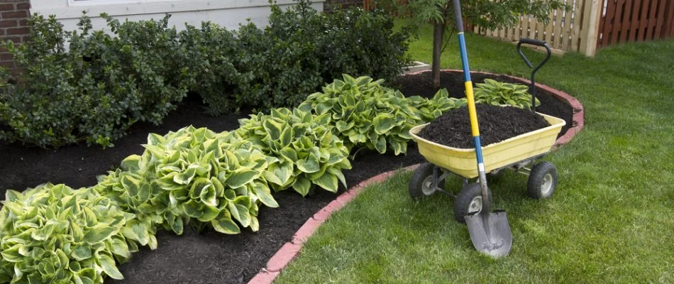 Mulch in landscape bed in Delaware, OH.