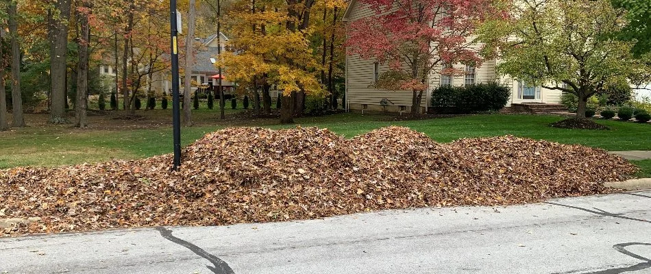 Dry leaves on the curb in Washington Township, OH.