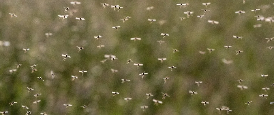 Flying mosquito swarm in Galena, OH.