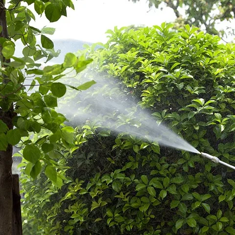 Landscape trees and shrubs sprayed with insect control treatments near Powell, Ohio.