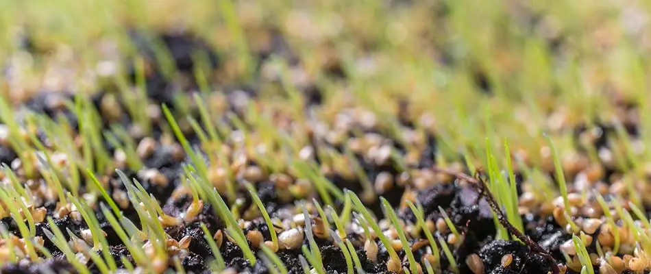Lawn grass seeds sprouting in dark soil at a home near Dublin, Ohio.