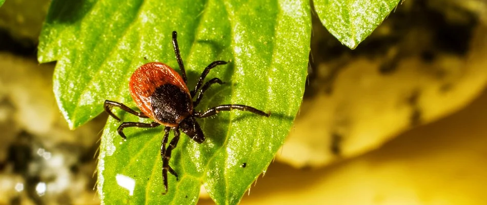 Leaf with a deer tick in Genoa Township, OH.