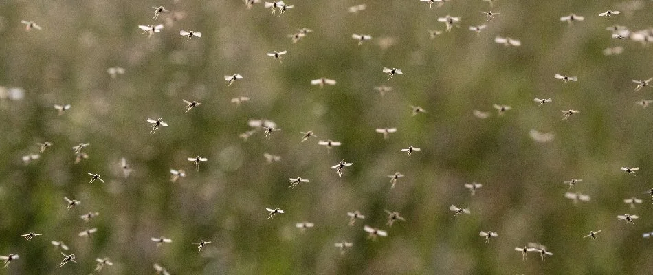 Mosquitoes flying around in the air in Minerva Park, OH.