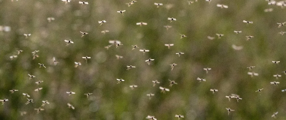 Mosquito flying around through the air on a property in Delaware, OH.