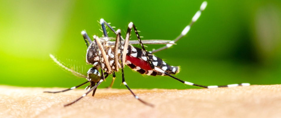 Mosquito biting a homeowner's arm in Delaware, OH.