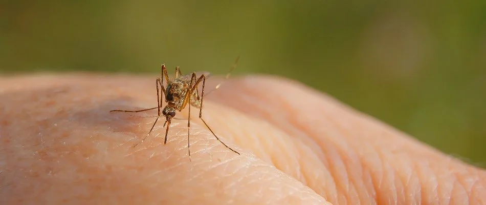 Mosquito in Washington Township, OH, biting bare hand.