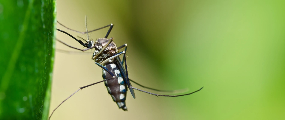 Mosquito in a lawn in Marion, OH.