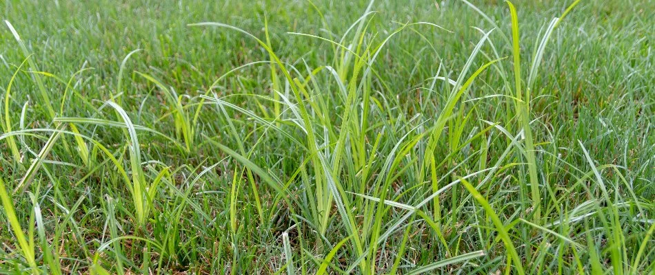 Nutsedge weeds infesting a lawn in Delaware, OH.