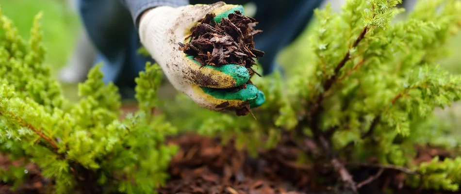Person With Handul Of Mulch