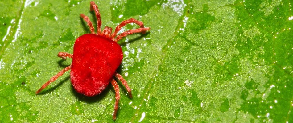 Red chigger on a leaf in Delaware, OH.