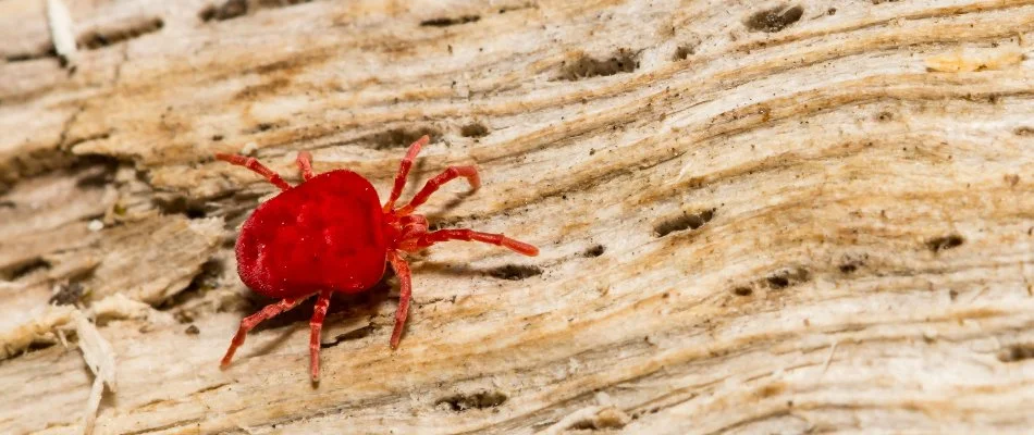 Wood in Liberty Township, OH, with a red chigger.