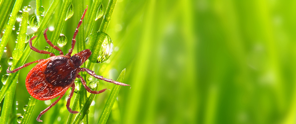 Red tick crawling over grass blades in a lawn in Lewis Center, OH.