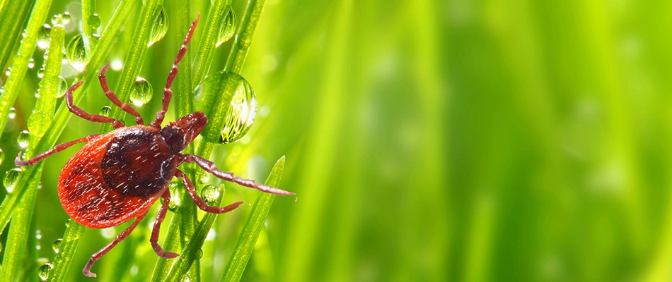 Red tick crawling over grass blades in a lawn in Lewis Center, OH.