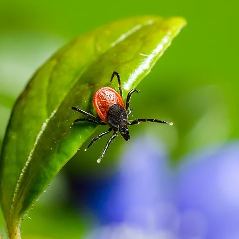 Red tick on a green plant leaf near Marysville, Ohio.