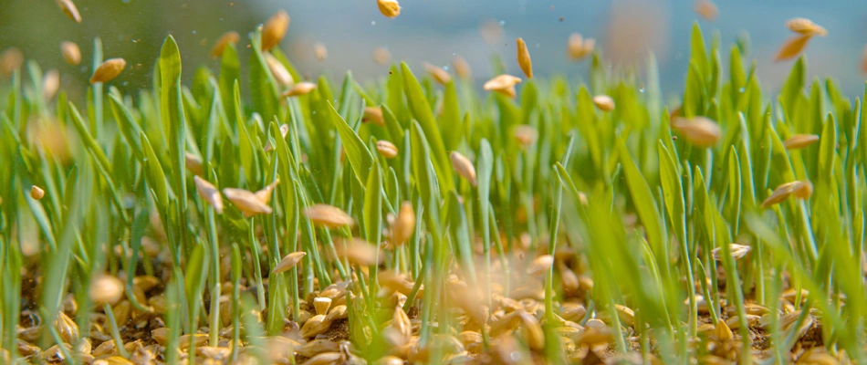 Seeds being spread over lawn in Delaware, OH.