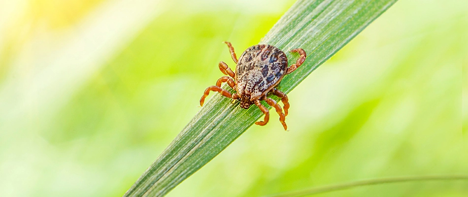 A tick found crawling down a grass blade in Dublin, OH.