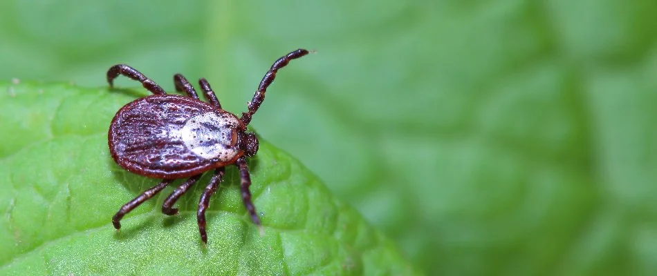 Tick on a leaf in Norwich Township, OH.