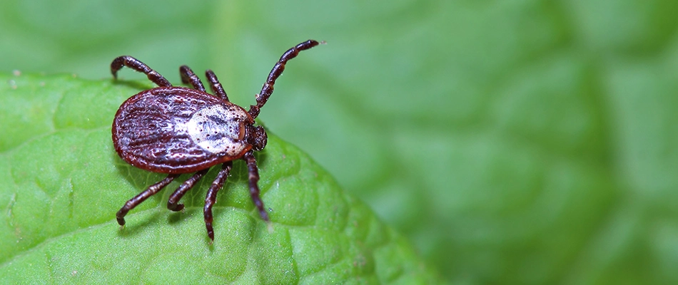 Tick found on a leaf in a lawn in Dublin, OH.