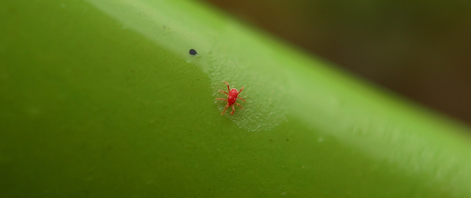 Tiny chigger found on a grass blade in Powell, OH.