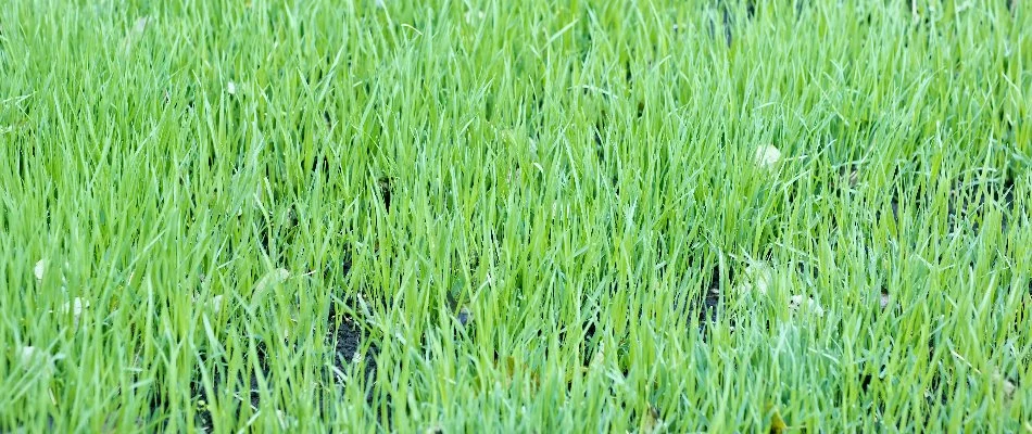Topsoil on a lawn in Delaware, OH.