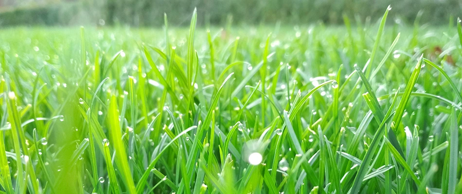 Vibrant and healthy grass blades after services performed on in Lewis Center, OH.